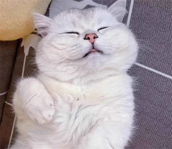 Why do cats like to fart for their owners to smell?