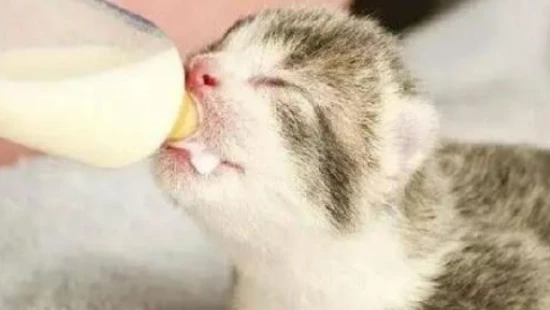 How to hand-feed a 20-day-old kitten?