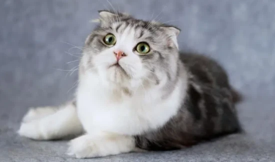 Why is my cat foaming at the mouth? Stop feeding it random foods!