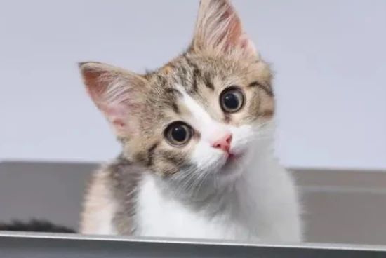 How to choose cat litter for your cat