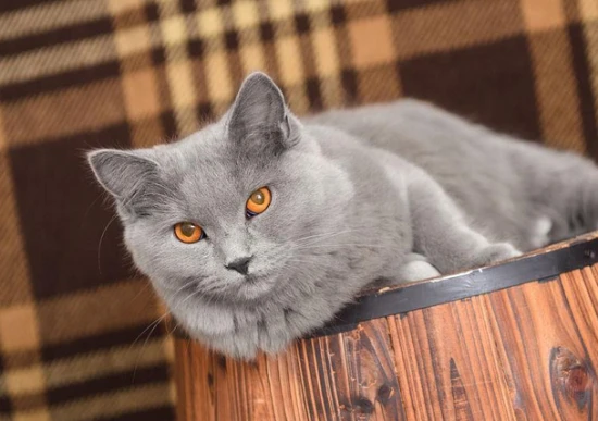 Do cats get cold? At what temperature can a cat not stand it?