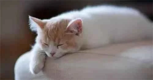 Why do mother cats eat their kittens' poop?