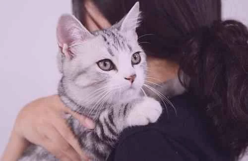 What does "petting a cat" mean? Do you really know how to pet a cat correctly?