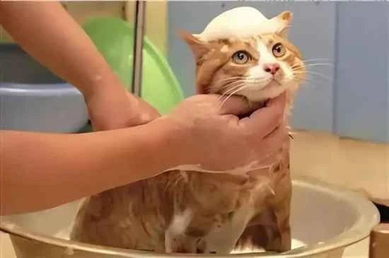 Can cats take baths in winter?