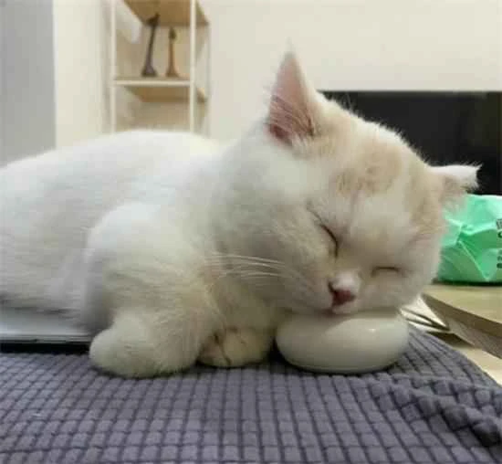 Does a cat with black soot on its testicles have a skin disease?