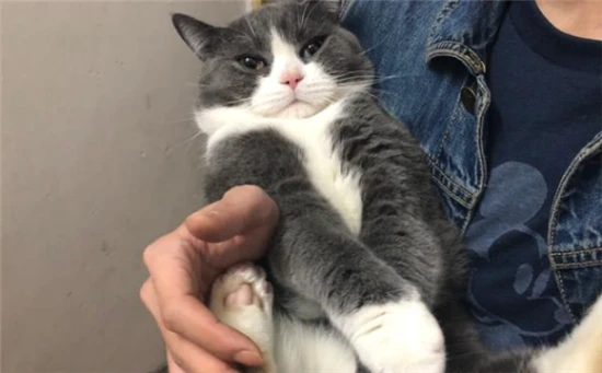 Does the cat know that its owner loves it?