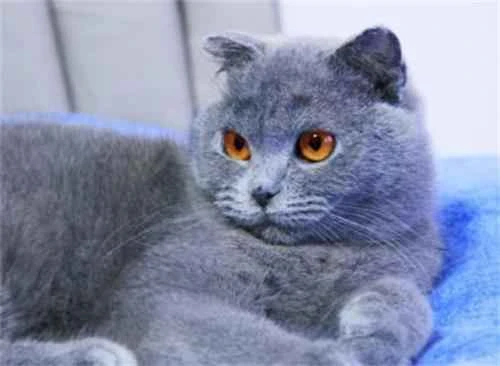 Are British Shorthair cats prone to illness?