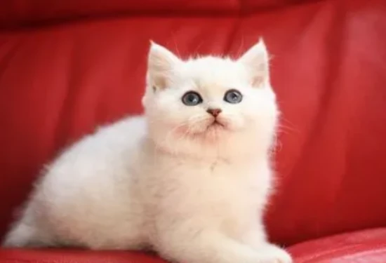 Why do cats like to crawl into enclosed spaces?