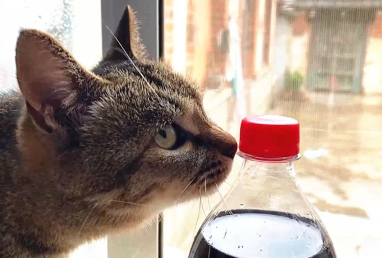 Can cats drink cola?