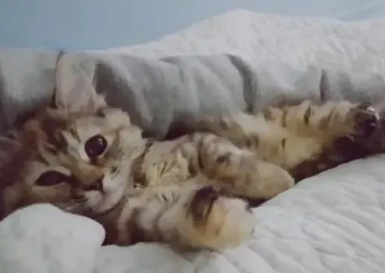 Similarities between cats and humans