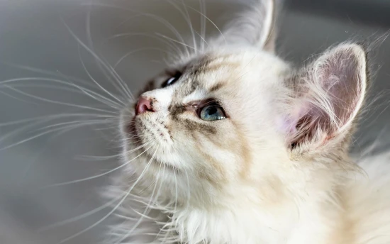 What happens if you hit your cat frequently?