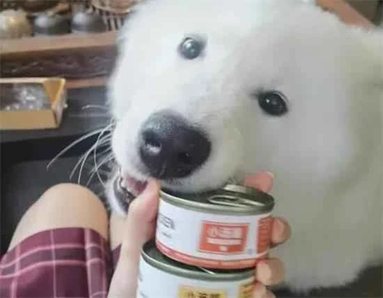 Can dogs eat cat food?