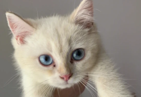 What should I do if my cat's fur is a bit rough?