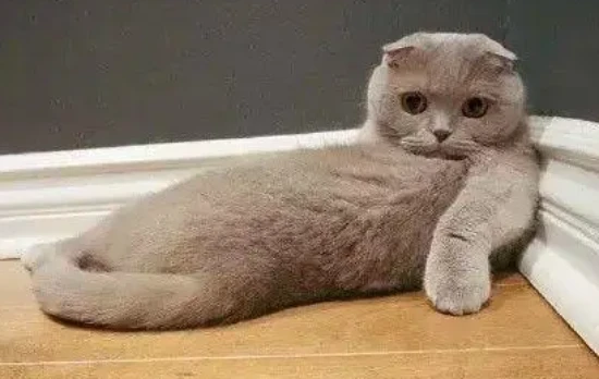 Why did the mother cat only take one of the kittens?