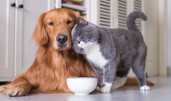 What is the reaction of a cat when it sees a dog?