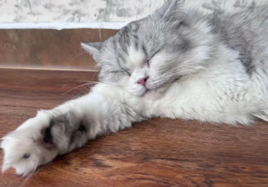 What are the different personality types of cats?