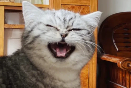 Should I trim my cat's ear hair?