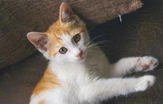 What foods can help make a cat's coat shiny?