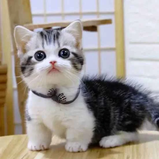 Can a two-month-old kitten eat shrimp?