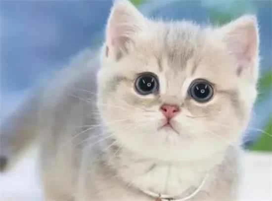 What kind of food is best for cats?