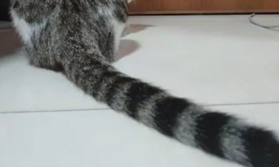 What causes a cat's tail to be very oily?