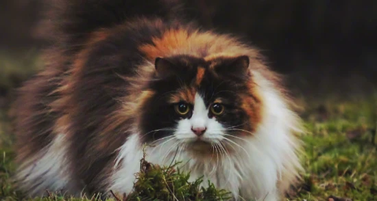 Cats meow like children in winter. Does this mean cats go into heat in winter?