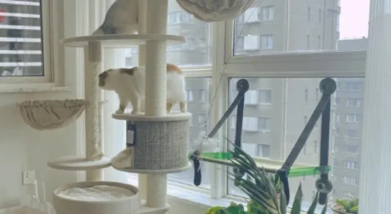 小猫咪的家，到底需要多大的地方？