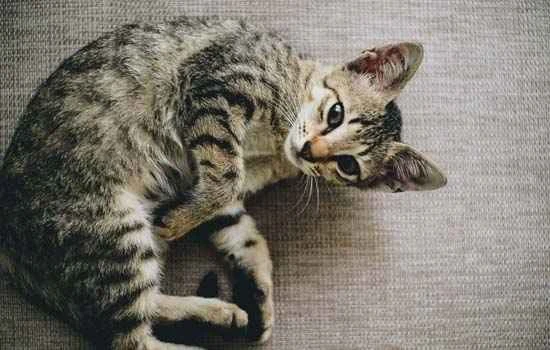 What are the key points to consider when vaccinating a cat?