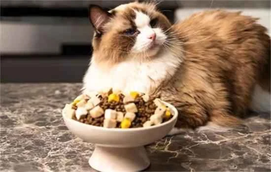 What to do if your cat is a picky eater and won't eat cat food?