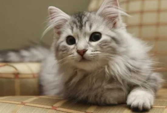 What are the palatability enhancers in cat food?