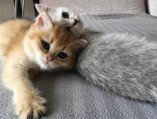 Top 10 cat breeds for keeping at home