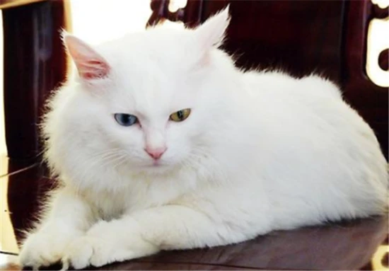 Analysis of the reasons for hair loss in Shandong Lion Cats