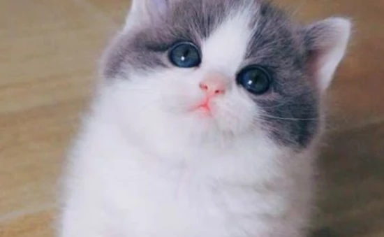 Why do cats get tear stains?