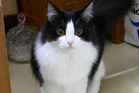 What causes blood in a cat's stool?