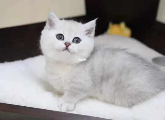 Why do cats smell people's noses?