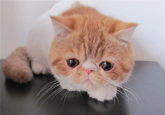 Why would a cat jump off a tall building?