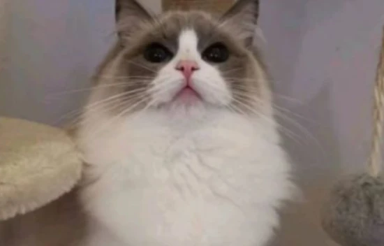 Can cats eat peanuts?