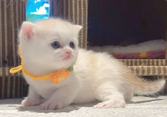 What foods should a Turkish Vancodis cat avoid?