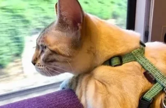 Can cats ride on the subway?