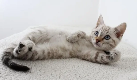 猫咪健康饲养的五大误区,你中招了吗?