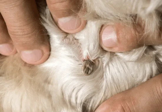 What should I do if my cat has a lot of fleas?