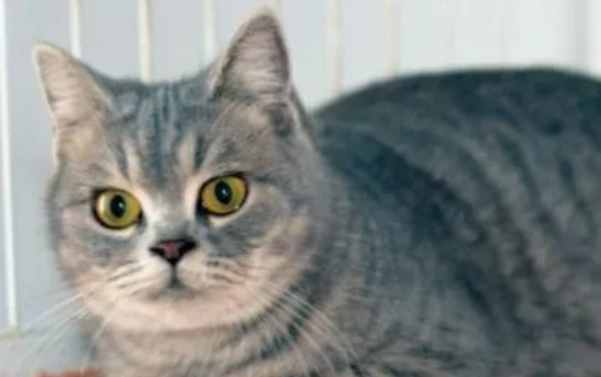 The cat doesn't drink water