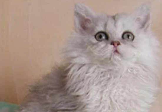 Skoko Cat Food Taboos