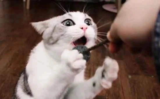 What are the disadvantages of raising an American Shorthair cat?