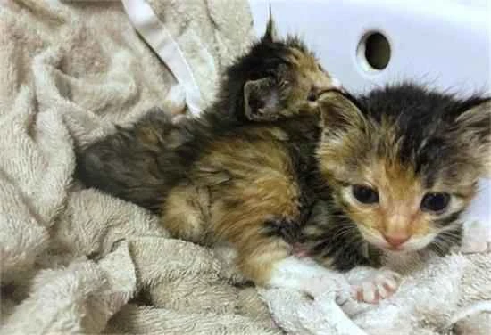 What to do if there is no goat milk powder for a newborn kitten?