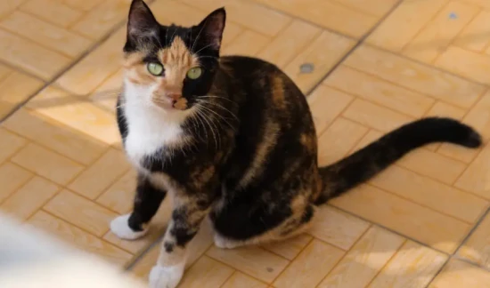 What does it mean when a cat makes a clicking sound?