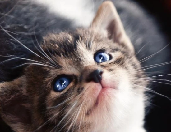 When do cats lose their baby teeth?