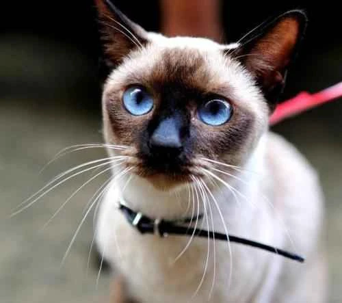 How to deworm a Siamese cat? What is the suitable age for deworming a Siamese cat?