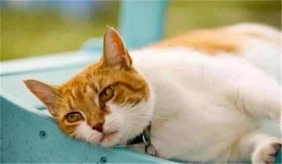 What are the disadvantages of keeping a cat at home long-term?