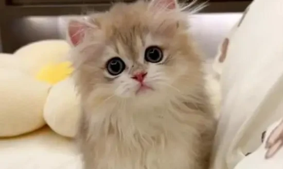 How to take care of a cat that has given birth to kittens